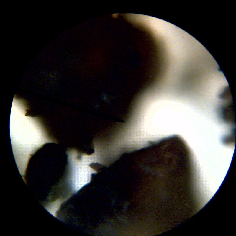 Microscope fun for kids